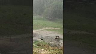 Horses stand together through a storm