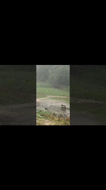 Horses stand together through a storm