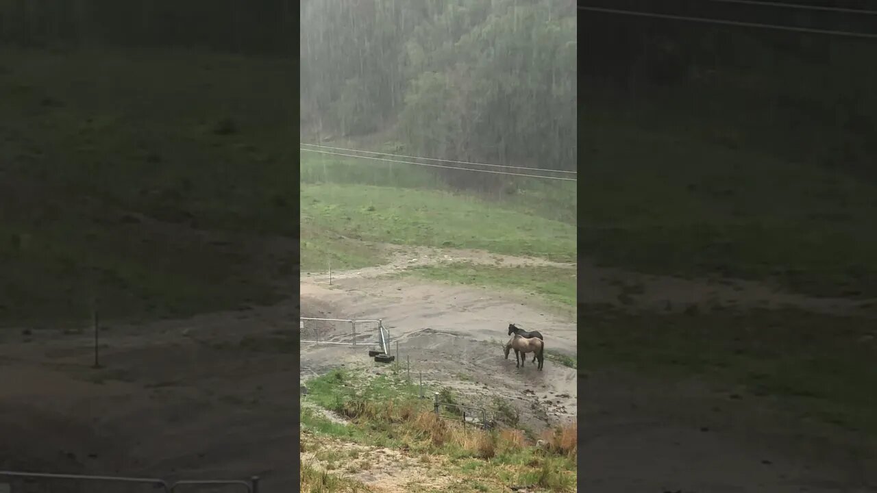 Horses stand together through a storm