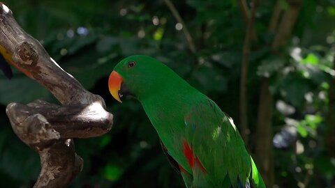 Jungles and Rainforests (with soothing music)