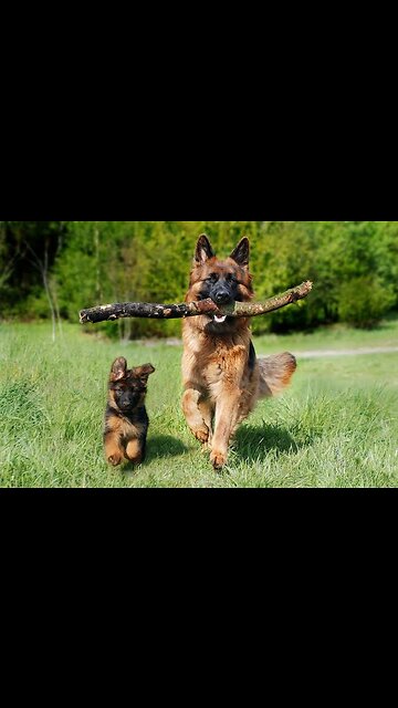 Adorable German Shepherd 🐶🐾"German Shepherd vs. Water: Hilarious Reactions and Splashy Fun"😍😍🐶🐾