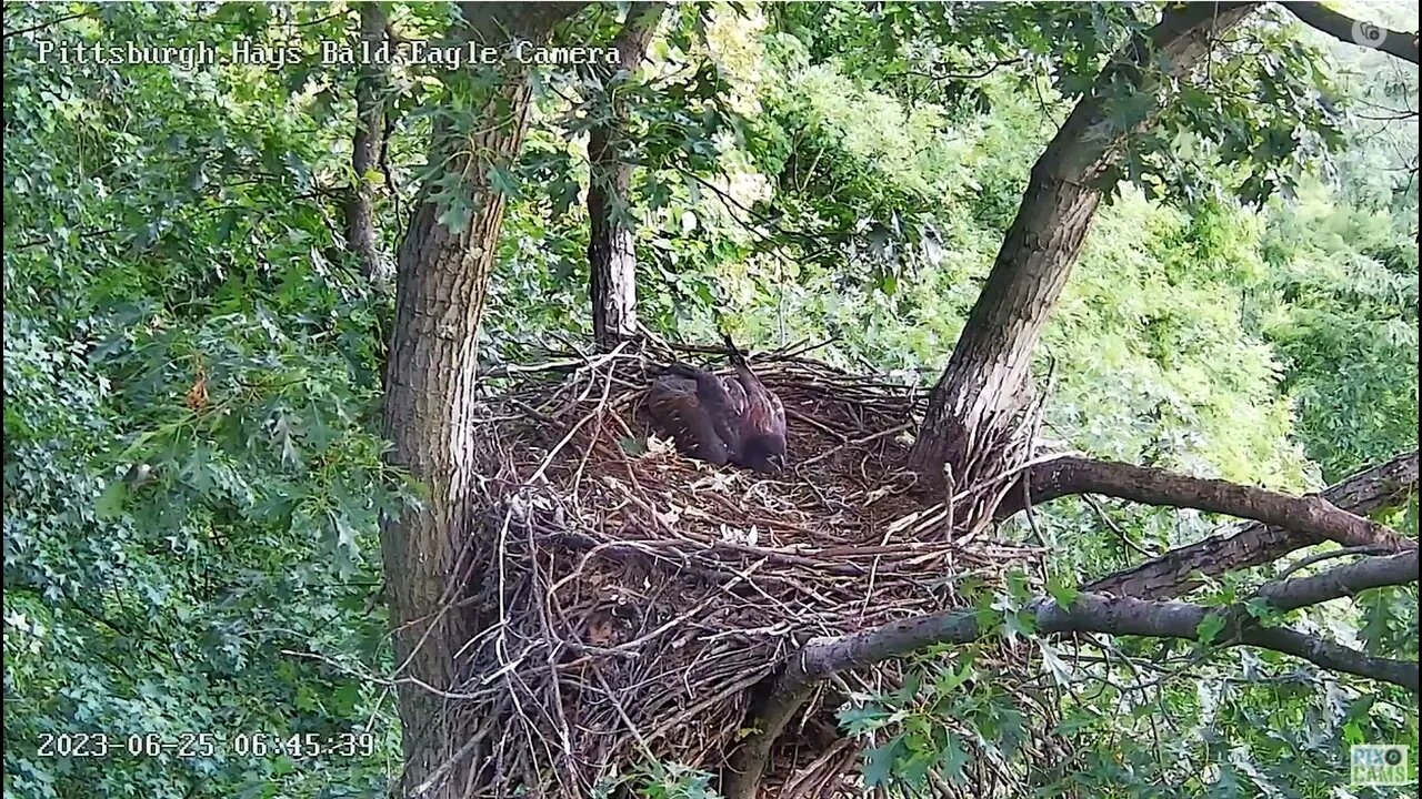 Hays Eagles H20 hides fish from approaching H19! Clever! 06-25-2023 6:44am