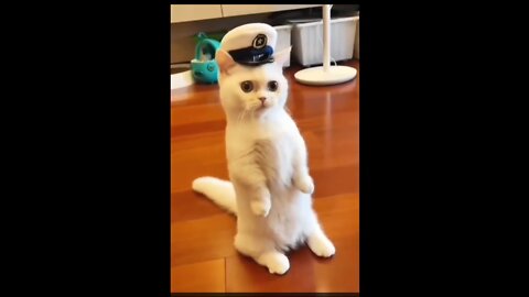 Funniest cat videos