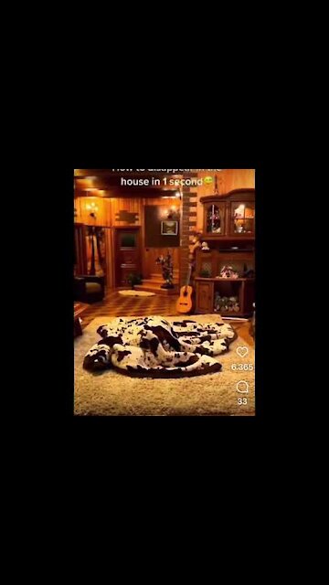 Funny Dogs - Look at this reaction😂😂