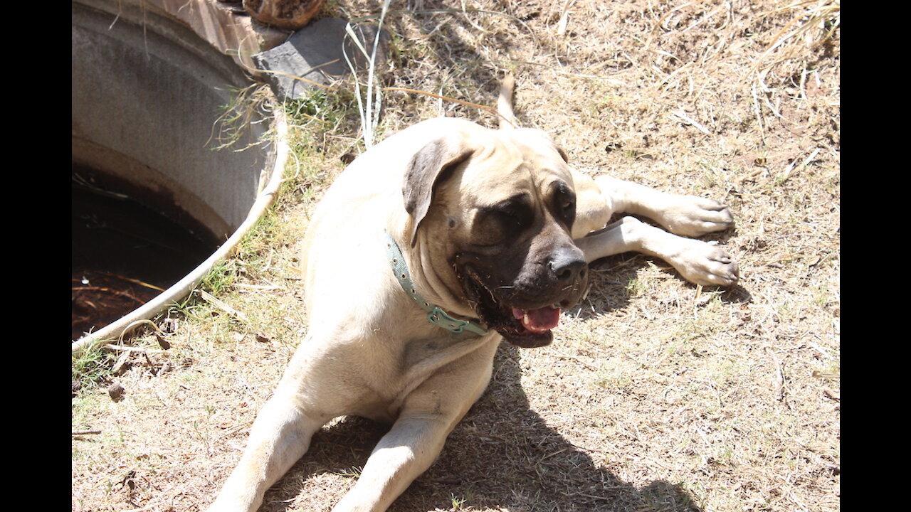 Is An English Mastiff The Dog For You? / Pros and Cons / Morning Family & Pet Feeding Routine