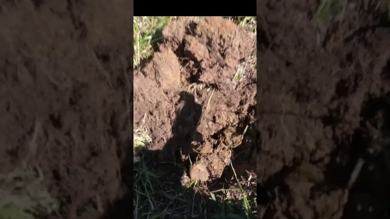 cottonfield buckle #relics #coins #buttons #battle #metaldetecting #silver #civilwar #deus