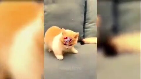 cat funny video 😂😂