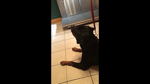 When we took our Rottweiler to the vet