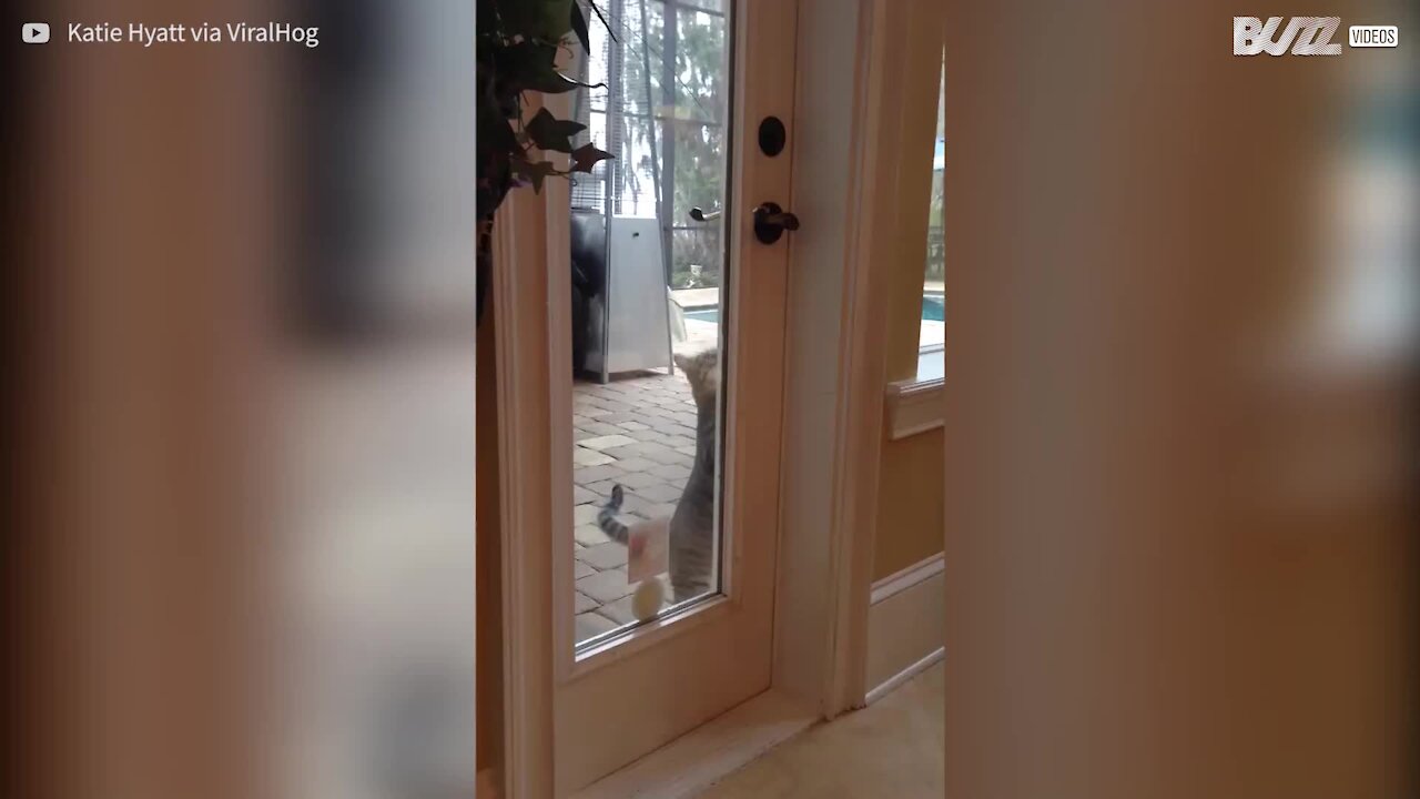 Gato abre porta da rua e entra em casa sorrateiramente