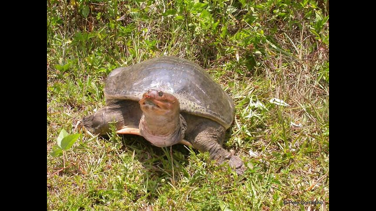 "Fascinating Facts About the Soft-Shelled Turtle: Nature's Unique Swimmer"