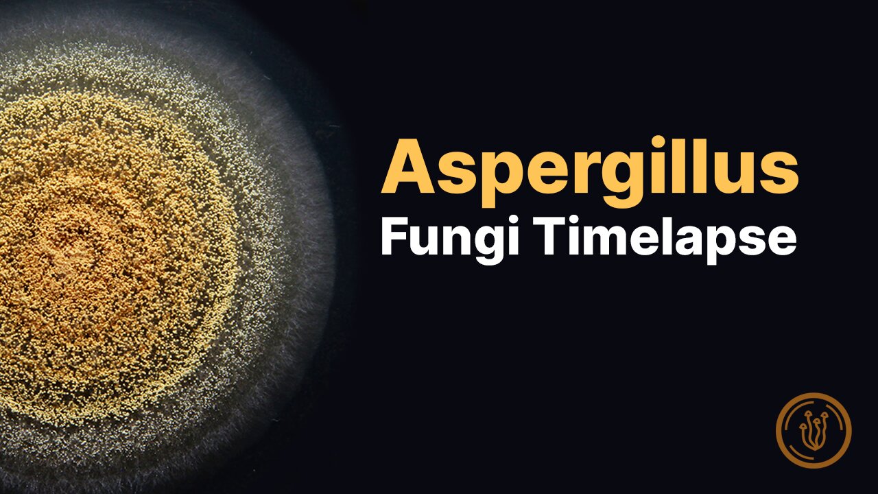 Timelapse of an Aspergillus mold (with microscopy)