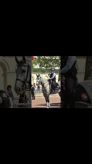 Met police horse's photo 📸 shoot on the mall #buckinghampalace