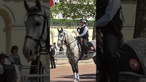 Met police horse's photo 📸 shoot on the mall #buckinghampalace