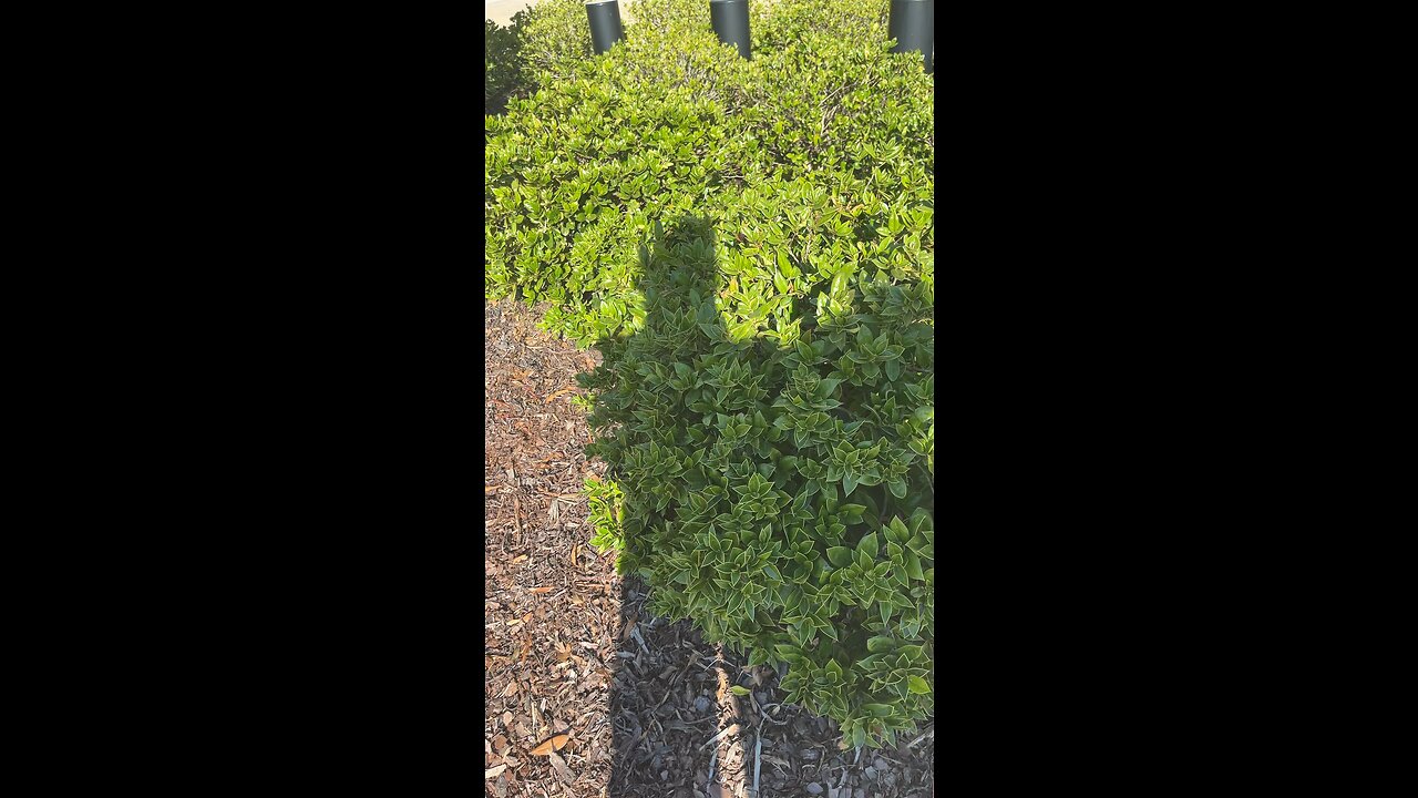 Really green bushes