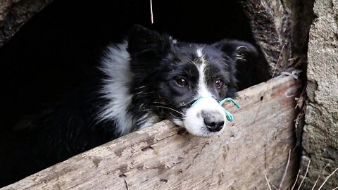 Dog's Tied In Remote Bridge Hole For Days, Hopeless and Crying in Pain, Waiting For Help