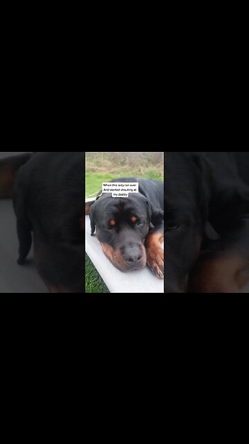 I'm a lovely dog - promise 💗 #rottweiler #dangerousdogs #xlbully