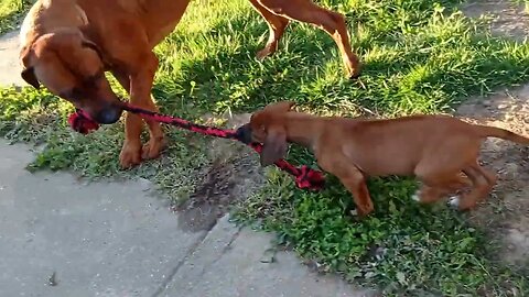 TINY PUP BEATS HUGE DOG AT TUG - Rhodesian Ridgebacks