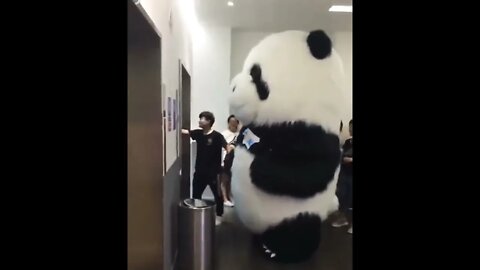 How don’t know how they even survive in the wild?! 😏😂🥴🐼 #shorts #shortsfeed #clips #shortsvideo