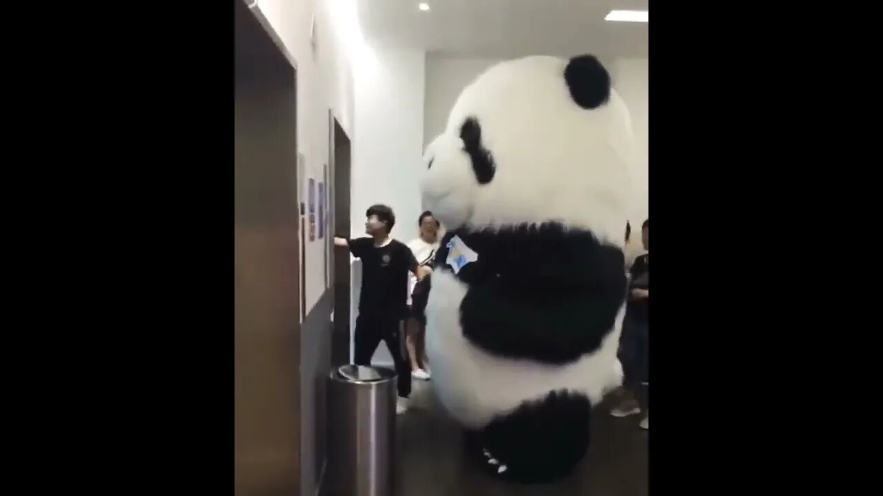 How don’t know how they even survive in the wild?! 😏😂🥴🐼 #shorts #shortsfeed #clips #shortsvideo