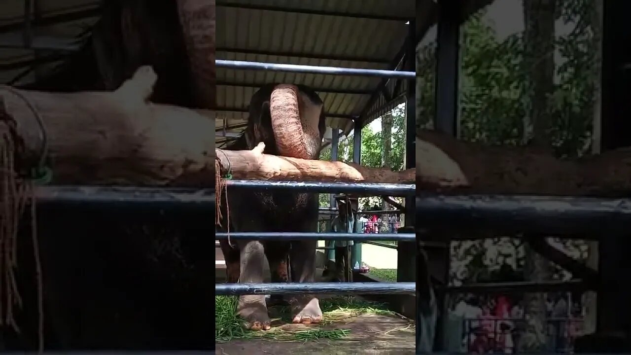 Close up with an Elephant. 🐘