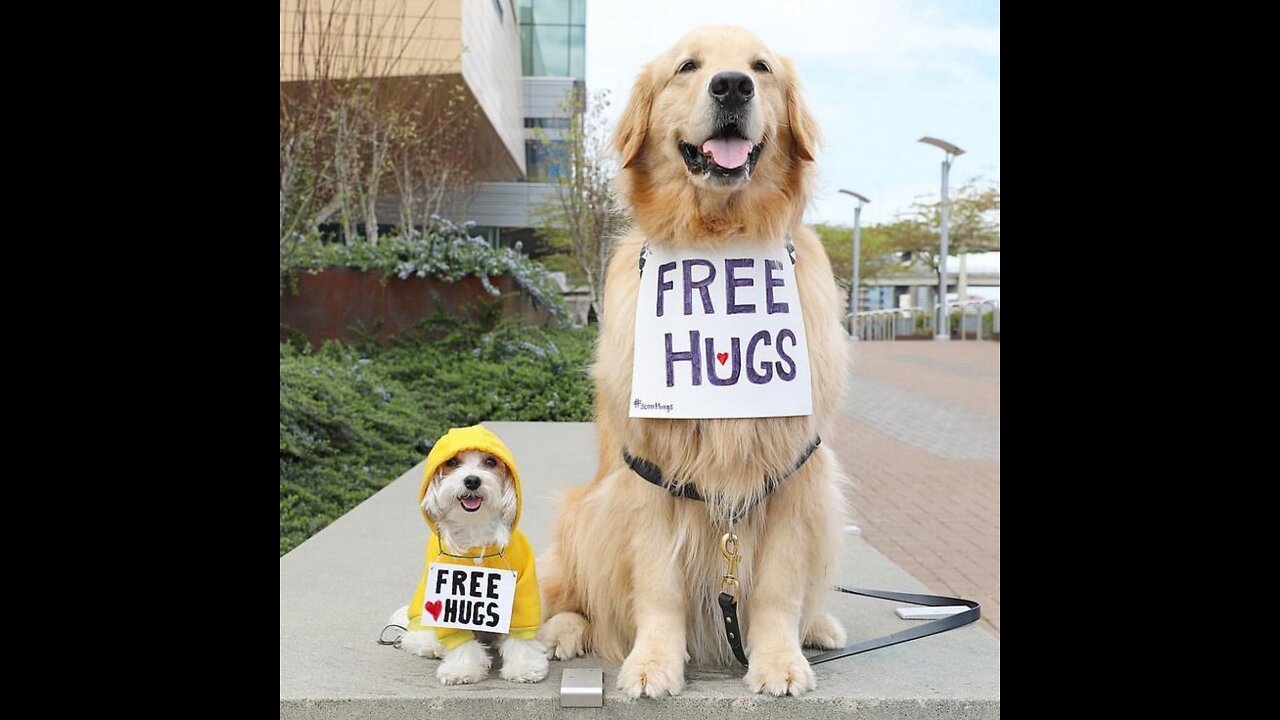 Amazon movement for dog