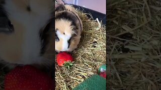 Guinea pigs eating Strawberries