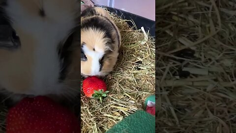 Guinea pigs eating Strawberries