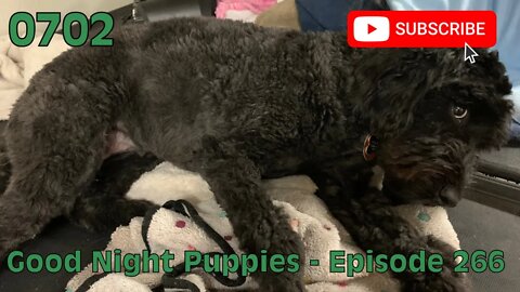 [0702] GOOD NIGHT PUPPIES - EPISODE 266 [#dogs #doggos #doggies #puppies #dogdaycare]