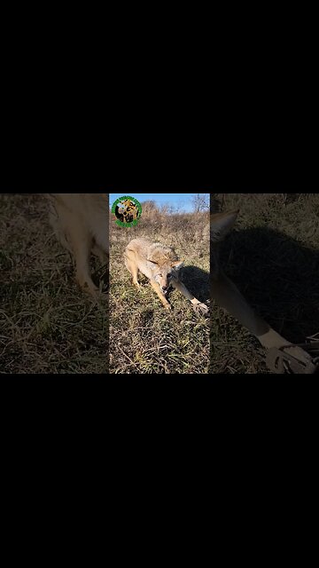 Beautiful Coyote No. 42 #outdoors #trapping #viral #fyp #oklahoma