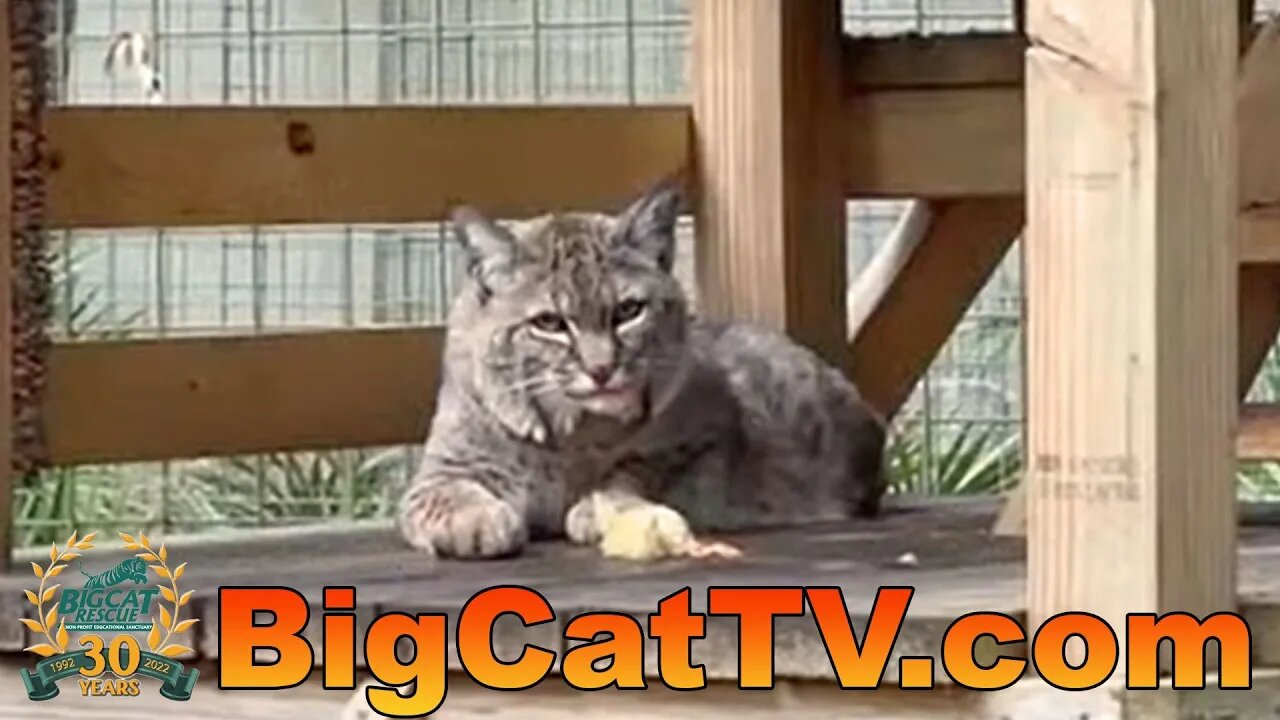 Join Carole and Angie for evening meds at Big Cat Rescue 04 05 2023