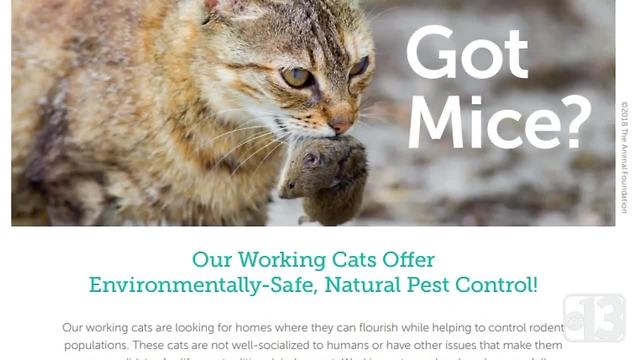 'Working cats' are free to adopt and get rid of pests