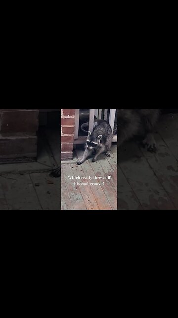 A Masked Bandit Attempts to the Burgle the Pixie's Potager... Instead Finds He's the entertainment!