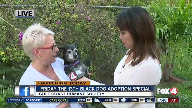 Gulf Coast Humane Society adoption special