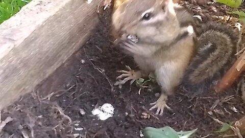 chipmunk eating roots