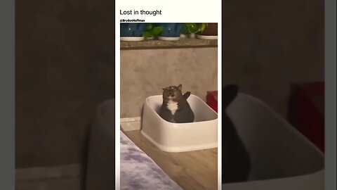 Funny Cat Meme 😂 pt.24 #shorts