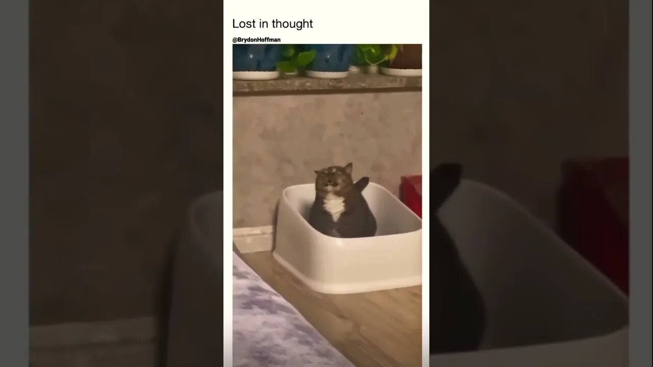 Funny Cat Meme 😂 pt.24 #shorts