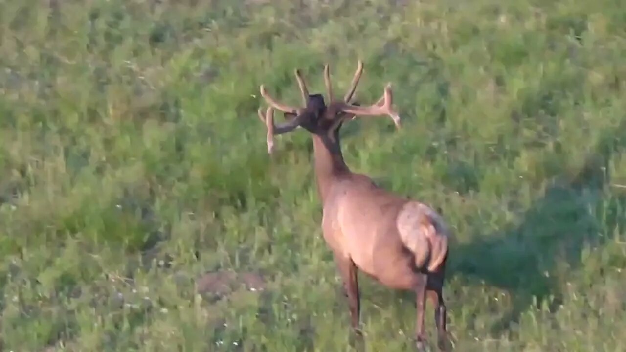 Spooked velvet bull