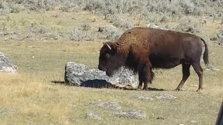 Bison in Yellowstone National Park