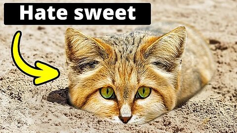 10 Fun Facts about Cats Every Feline Lover Should Know