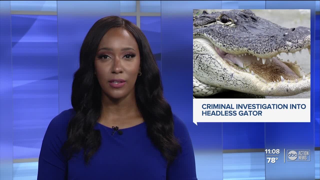 Headless alligator found near state road 62 in Manatee County