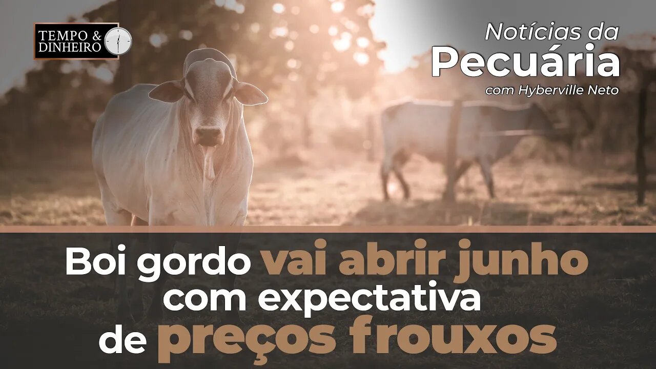 Boi gordo vai abrir junho com expectativa de preços frouxos