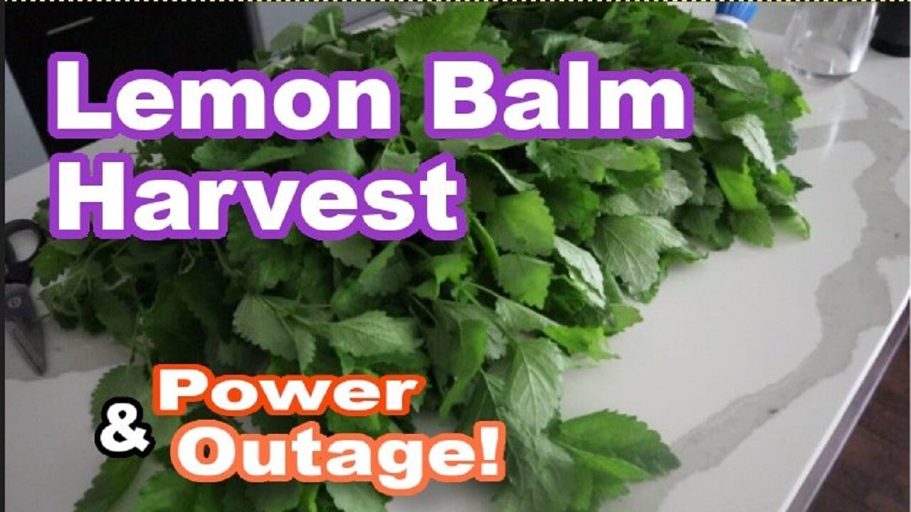 Harvesting and Dehydrating Lemon Balm: Benefits, Uses, and History