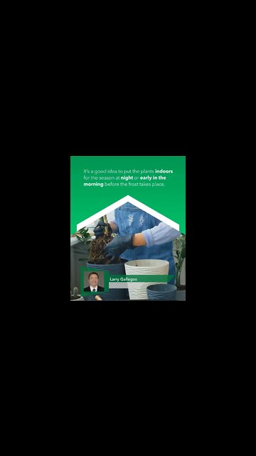 Video- Tips to prepare your home, plants for overnight frost