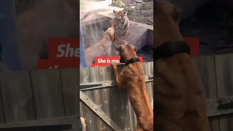 Dog vs tiger - a dog with a lion heart