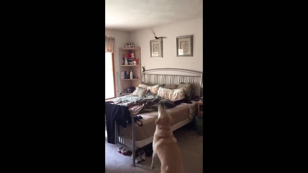 (MUST WATCH) CRAZY DOG CATCHES BAT MID AIR