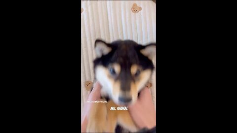 Cute 😍pet ASMR🐶💙😻😌