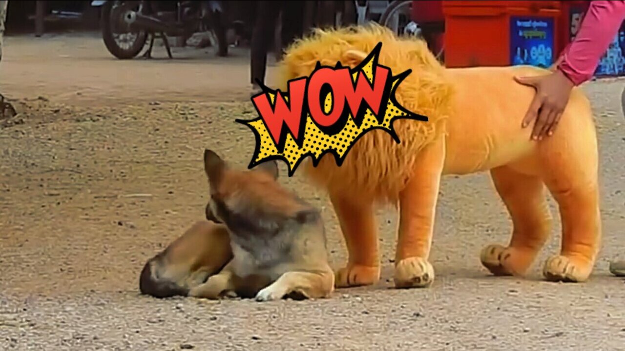 Troll Prank Dog Funny & Fake Lion and Fake Tiger Prank to Dog & Huge Box Prank to Dog