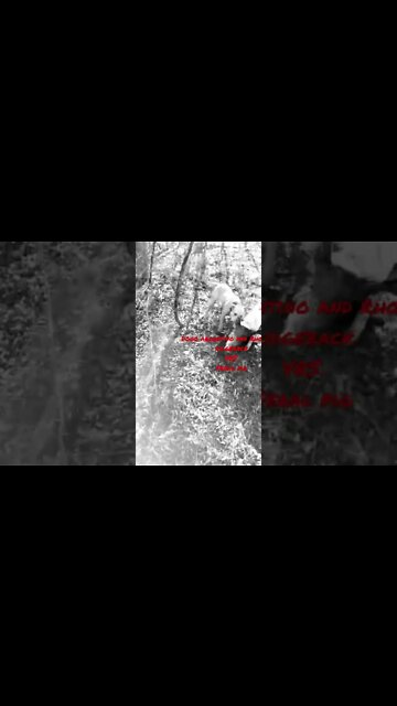 Dogo argentino and Rhodesian ridgeback are gladiators going into battle against the wild boar