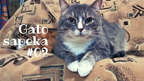 Gato sapeka #02