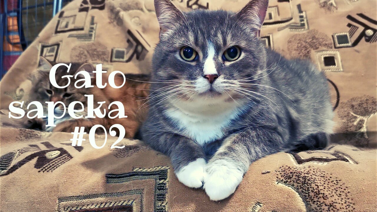 Gato sapeka #02